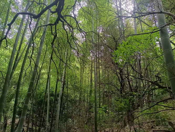 上海市居住证积分模拟打分计算器