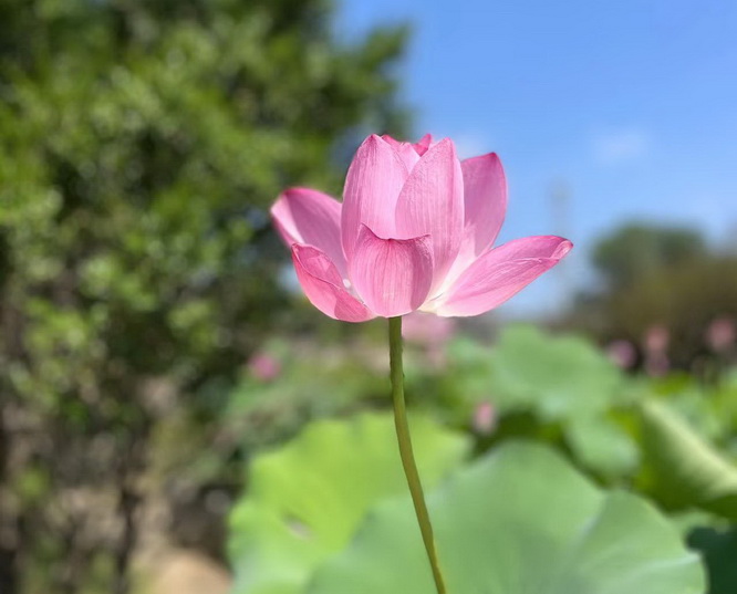 上海知青赴贵州岑巩插队落户55周年庆即将举行