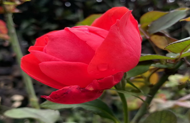 中国香港留学,undefined